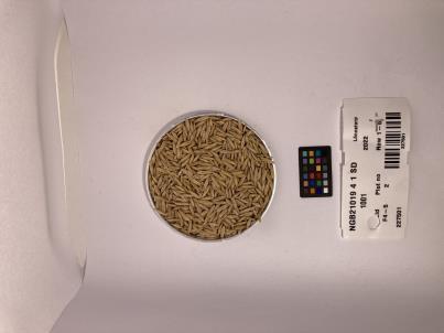 Click for 1 image(s) for this accession. SEED